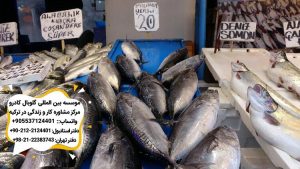 ماهی وماهیگیری در ترکیه